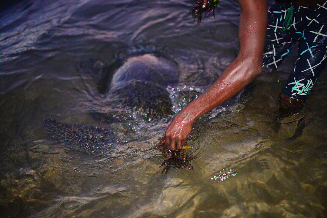 Ein junger Einheimischer, der durch den Tsunami viel verloren hat, füttert die Schildkröten am Strand von Hikkaduwa, Sri Lanka