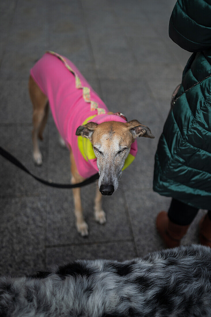 Thousands of people demonstrate in Spain to demand an end to hunting with dogs, Zaragoza, Spain