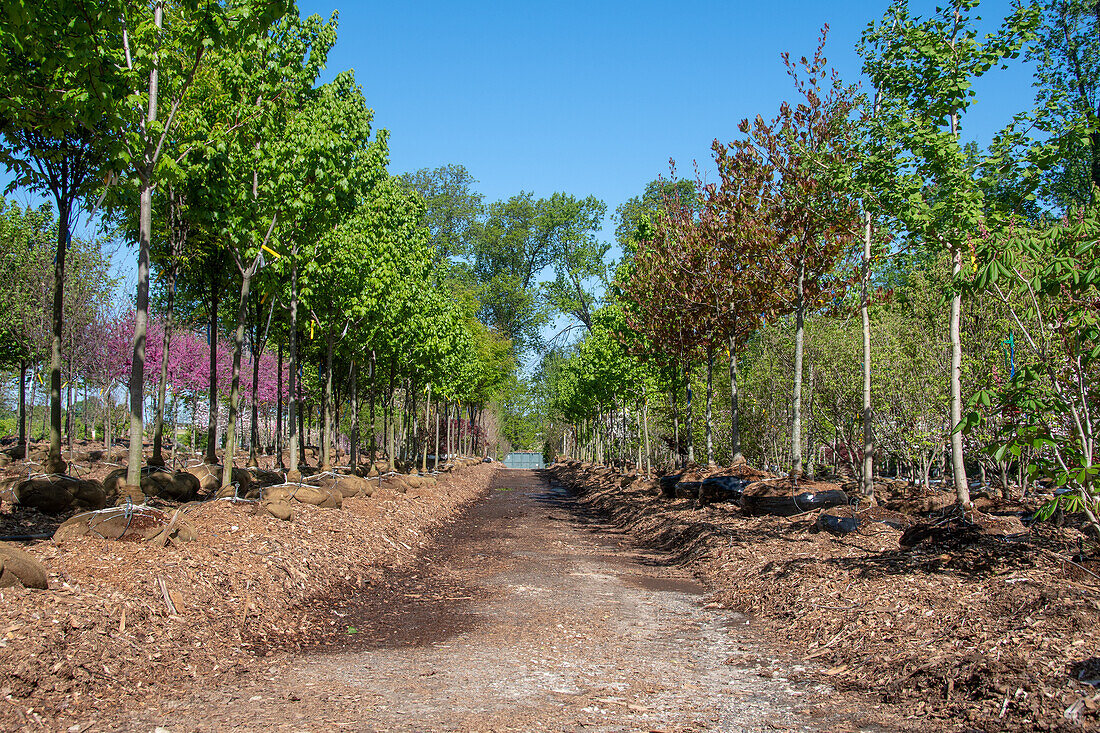 Manorview Farm Baumschule