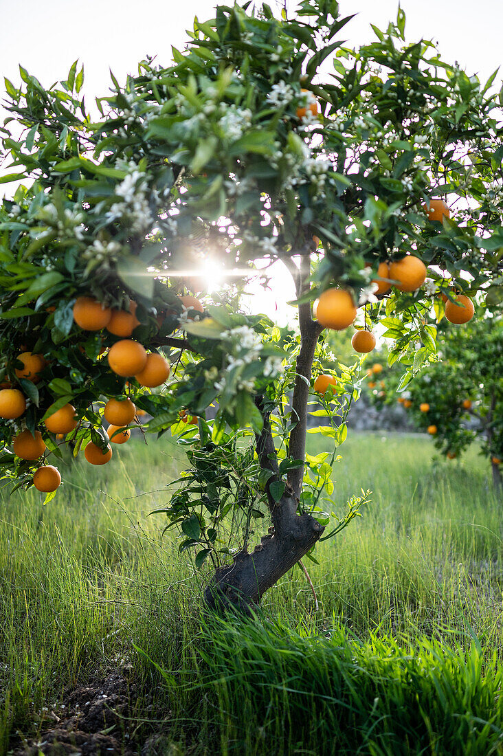 Orange tree fields in rural area of Altea, Alicante, Spain