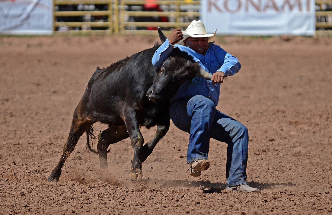 Rodeo competition during Navajo Nation Fair, a world-renowned event that showcases Navajo Agriculture, Fine Arts and Crafts, with the promotion and preservation of the Navajo heritage by providing cultural entertainment. Window Rock, Arizona.