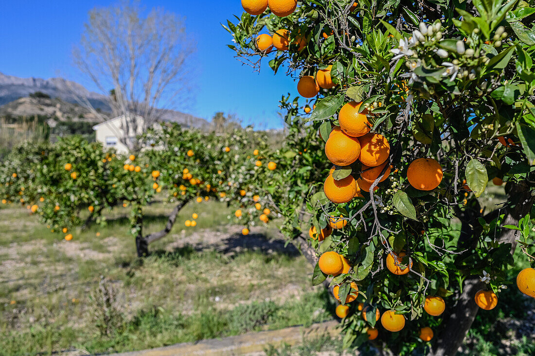 Orange tree fields in rural area of Altea, Alicante, Spain