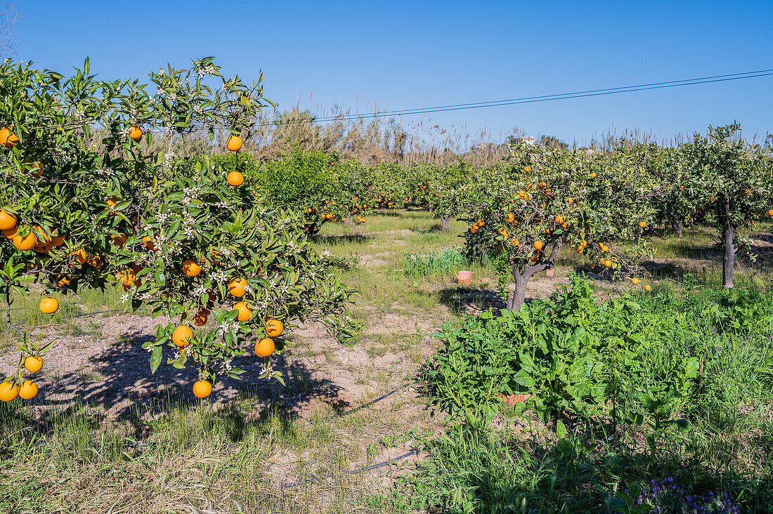 Orangenbaumfelder in einer ländlichen Gegend von Altea, Alicante, Spanien