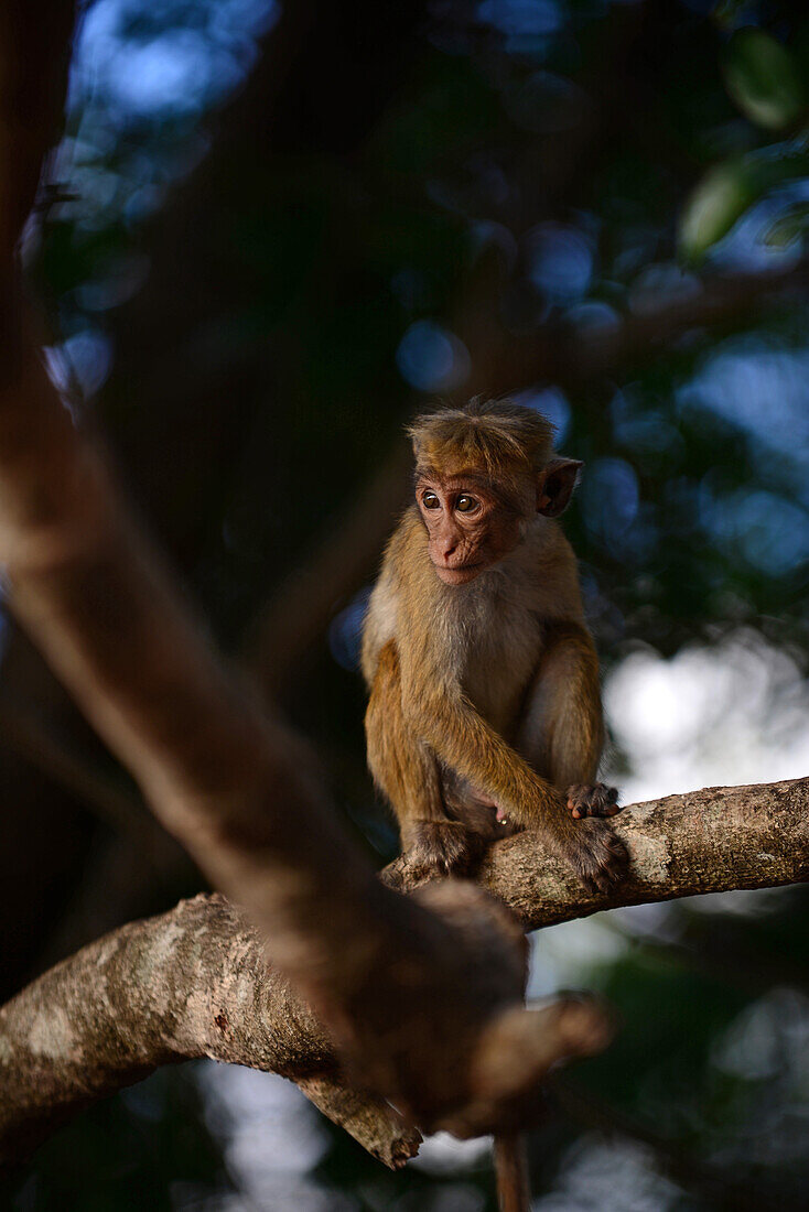 Toque macaque monkey (Macaca sinica) in Sigiriya, Sri Lanka