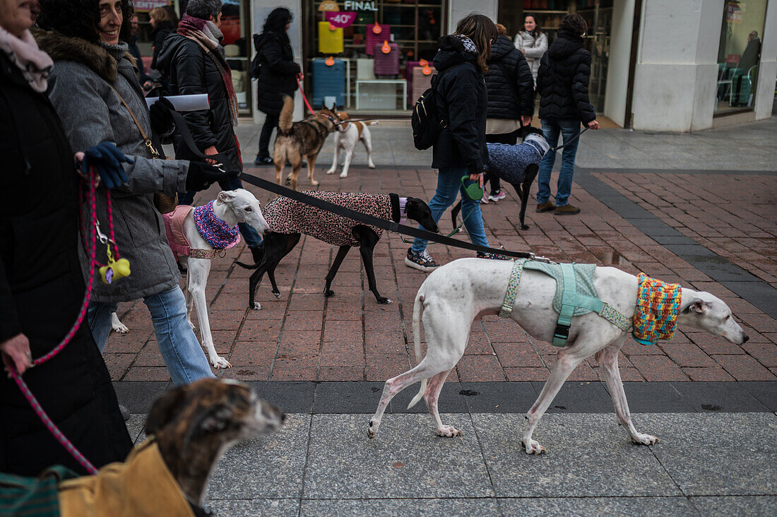 Tausende von Menschen demonstrieren in Spanien, um ein Ende der Jagd mit Hunden zu fordern, Zaragoza, Spanien