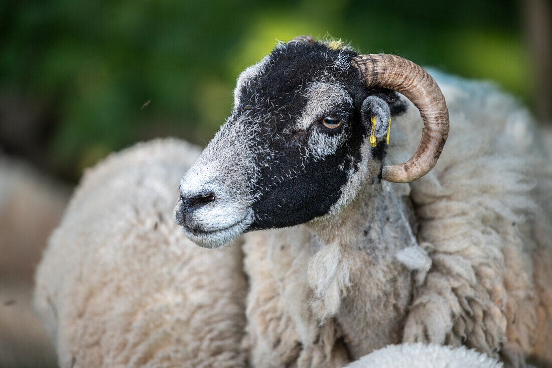 Swaledale-Schafe posieren auf einem Feld in Yorkshire, England