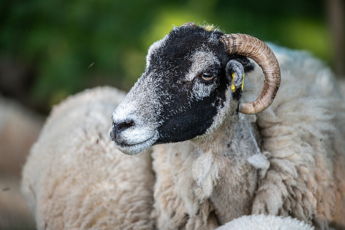 Swaledale Sheep posing on a field in Yorkshire England