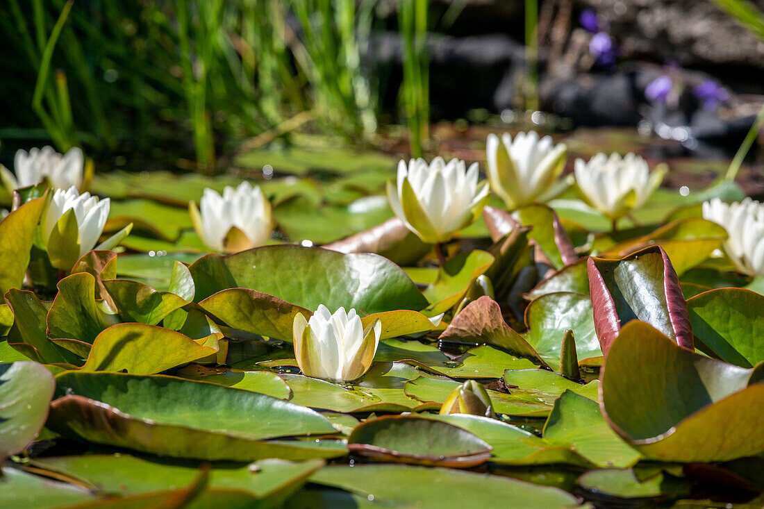 Lillypad plants in a pond in England