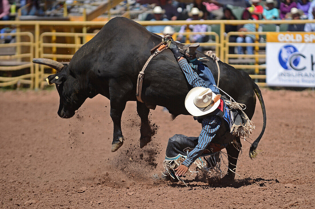 Rodeo-Wettbewerb während der Navajo Nation Fair, einer weltbekannten Veranstaltung, die die Landwirtschaft, die Kunst und das Kunsthandwerk der Navajo vorstellt und durch kulturelle Unterhaltung das Erbe der Navajo fördert und bewahrt. Window Rock, Arizona