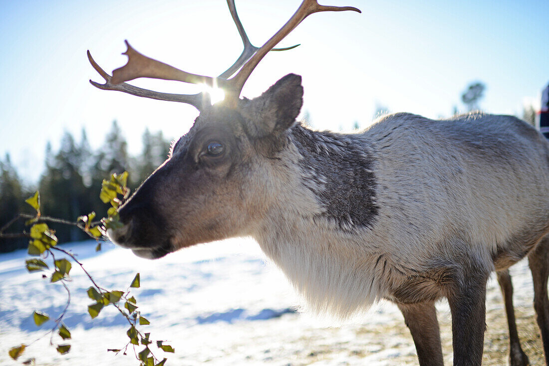 In the Reindeer farm of Tuula Airamo, a S?mi descendant, by Muttus Lake. Inari, Lapland, Finland