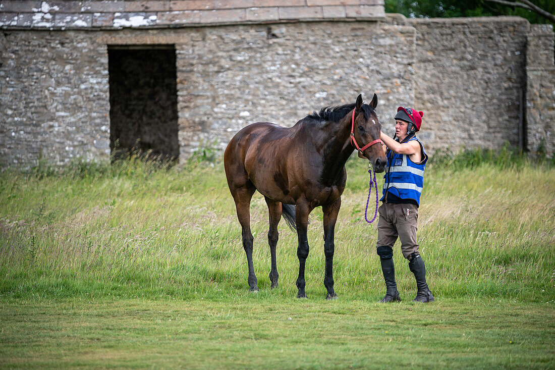 Race horse training in Middleham Gallops in England 2023