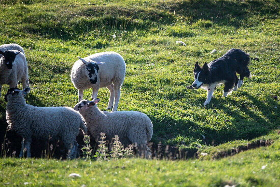 Sheepdog demonstration in Hawes England