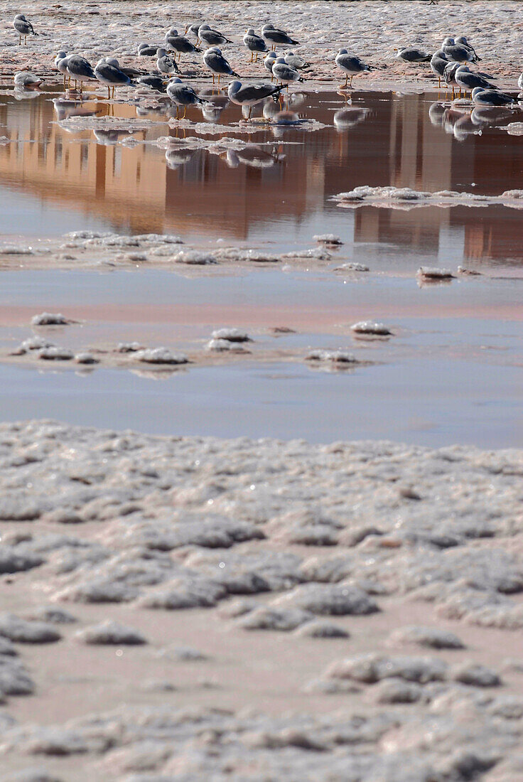 Birds resting in Las Salinas, the salt pool in Formentera