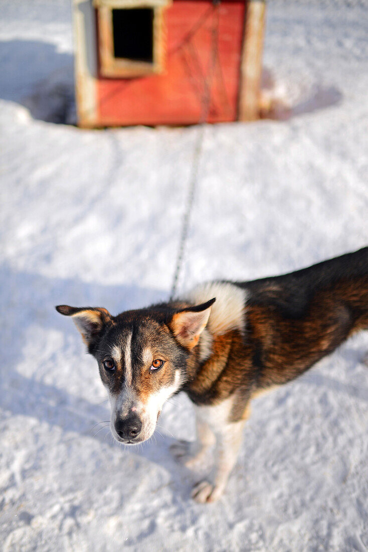 Husky-Schlittentour durch die Taiga mit Bearhillhusky in Rovaniemi, Lappland, Finnland, in der Wildnis
