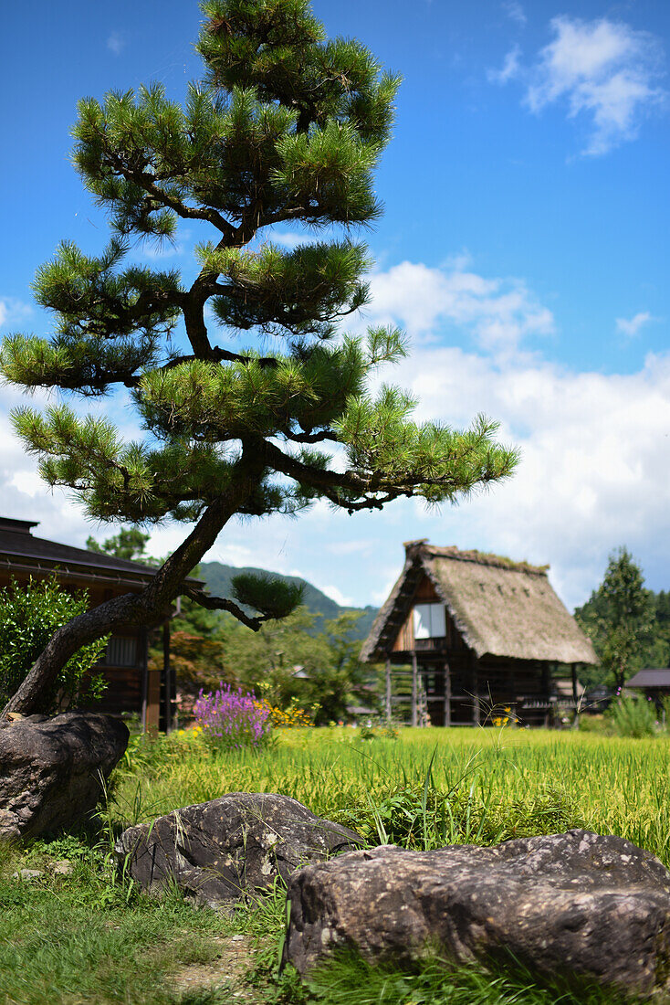 Shirakawa-go, traditionelles Dorf, das einen als gassho-zukuri bekannten Baustil zeigt, Präfektur Gifu, Japan