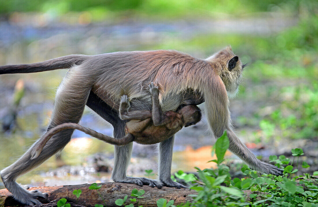 Gray langur or Hanuman langur mother carrying baby in Anuradhapura, Sri Lanka