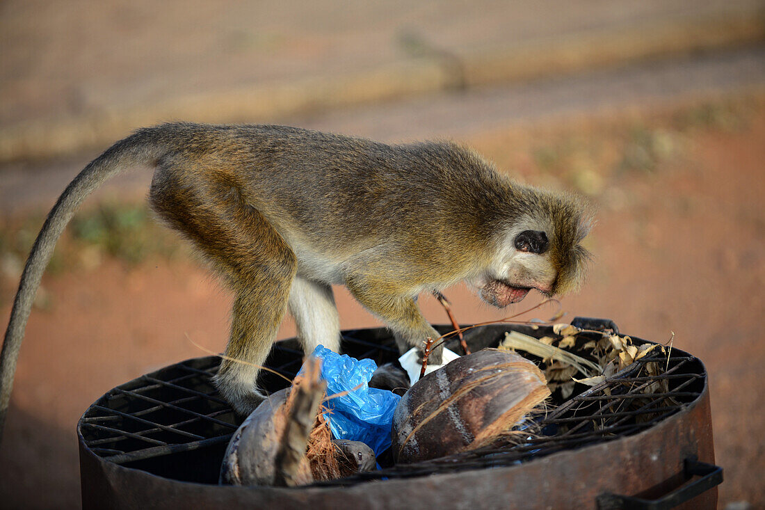 Totenkopfäffchen (Macaca sinica) sucht in einem Mülleimer in Sigiriya, Sri Lanka, nach Nahrung