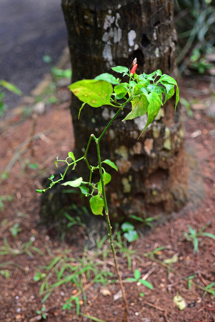 Gewürzgarten in Sri Lanka