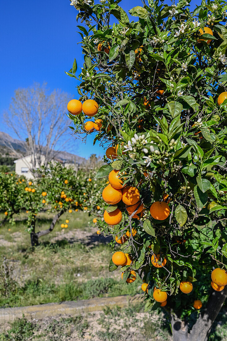 Orange tree fields in rural area of Altea, Alicante, Spain