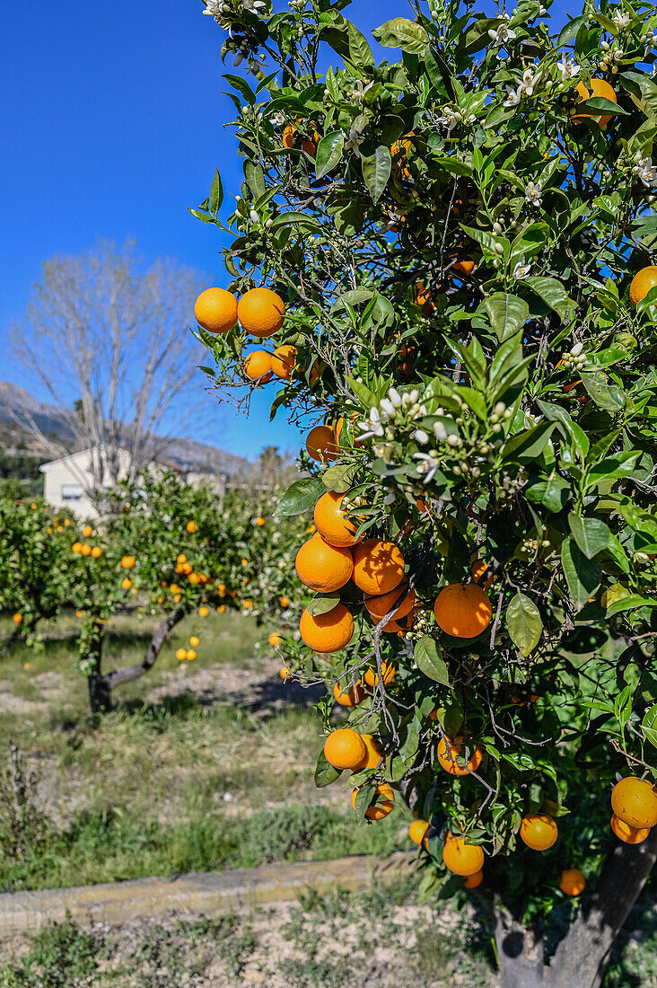 Orangenbaumfelder in einer ländlichen Gegend von Altea, Alicante, Spanien