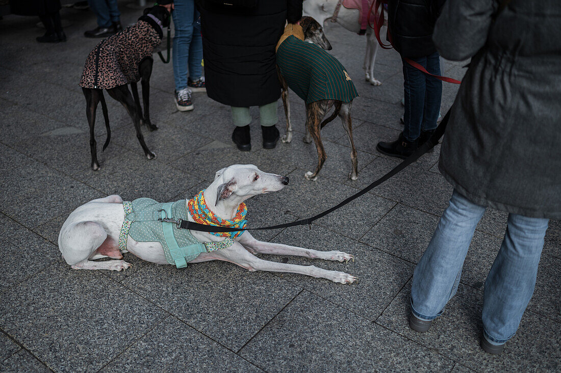 Tausende von Menschen demonstrieren in Spanien, um ein Ende der Jagd mit Hunden zu fordern, Zaragoza, Spanien
