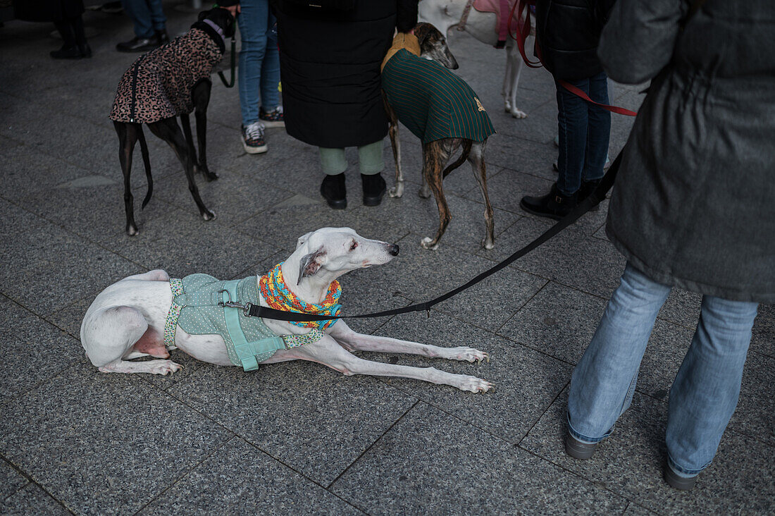 Thousands of people demonstrate in Spain to demand an end to hunting with dogs, Zaragoza, Spain