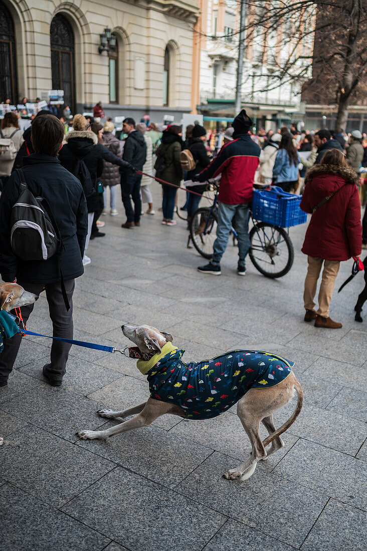 Thousands of people demonstrate in Spain to demand an end to hunting with dogs, Zaragoza, Spain