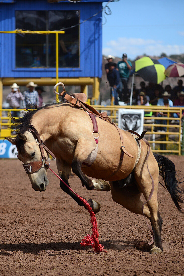 Rodeo-Wettbewerb während der Navajo Nation Fair, einer weltbekannten Veranstaltung, die die Landwirtschaft, die Kunst und das Kunsthandwerk der Navajo vorstellt und durch kulturelle Unterhaltung das Erbe der Navajo fördert und bewahrt. Window Rock, Arizona