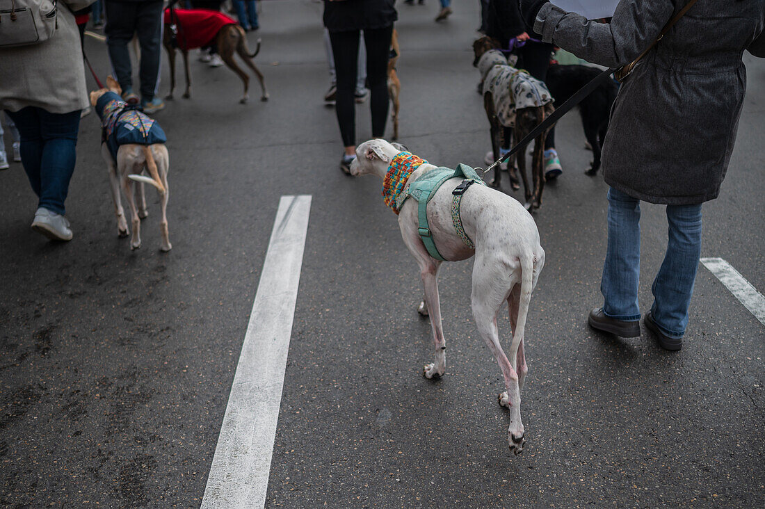 Thousands of people demonstrate in Spain to demand an end to hunting with dogs, Zaragoza, Spain