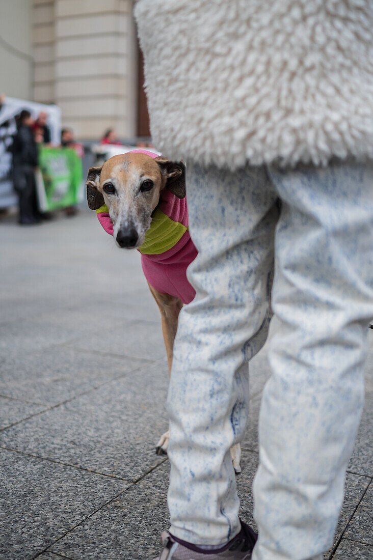 Thousands of people demonstrate in Spain to demand an end to hunting with dogs, Zaragoza, Spain