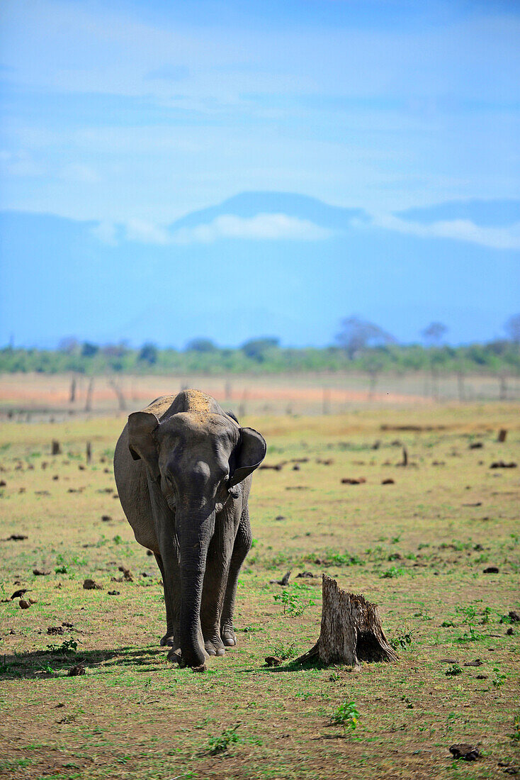 Sri Lankischer Elefant (Elephas maximus maximus) im Udawalawe-Nationalpark, an der Grenze zwischen den Provinzen Sabaragamuwa und Uva, in Sri Lanka