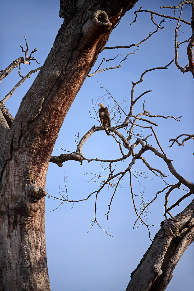 Bird on tree. Udawalawe National Park, on the boundary of Sabaragamuwa and Uva Provinces, in Sri Lanka.