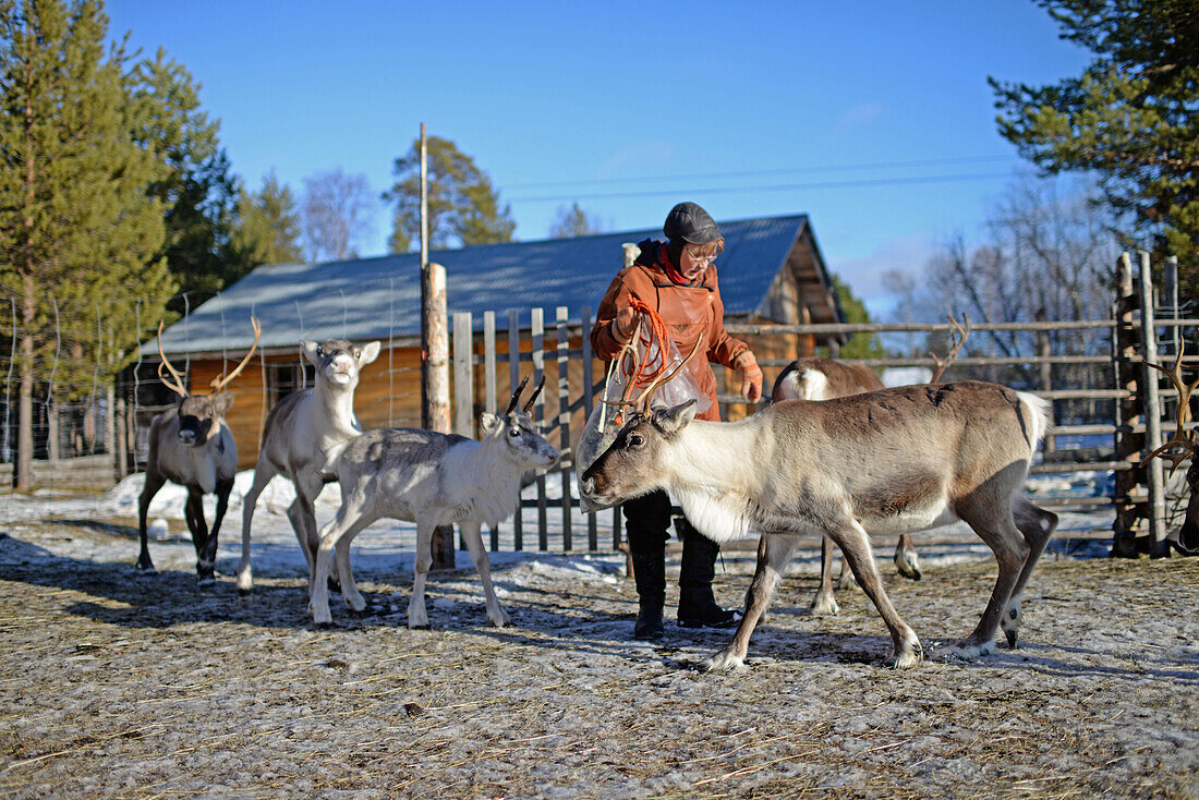 In the Reindeer farm of Tuula Airamo, a S?mi descendant, by Muttus Lake. Inari, Lapland, Finland