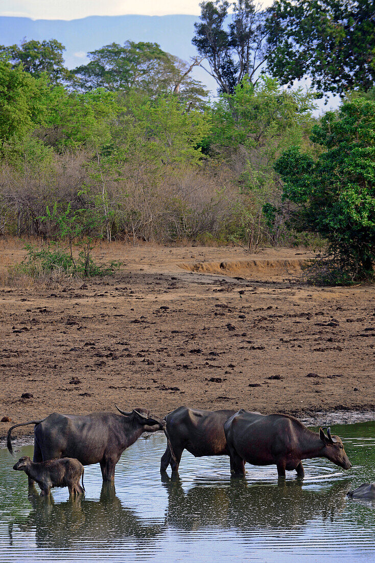 Group of wild water buffalos (Bubalus arnee) in Udawalawe National Park, on the boundary of Sabaragamuwa and Uva Provinces, in Sri Lanka.