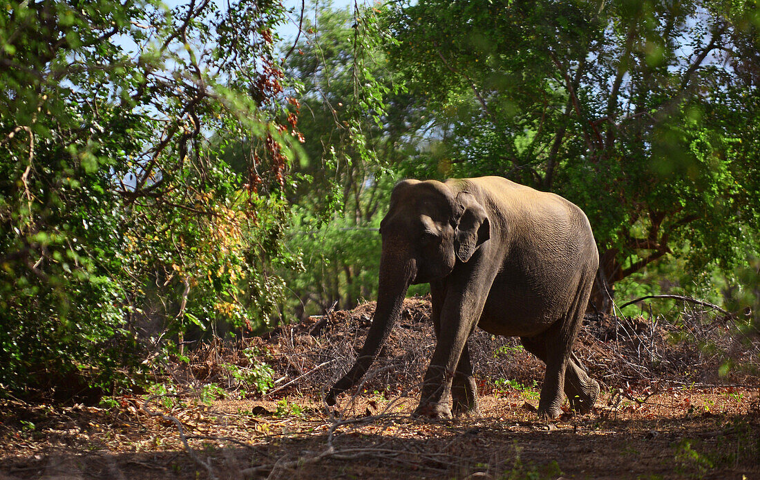 Sri Lankan elephant (Elephas maximus maximus) in Udawalawe National Park, on the boundary of Sabaragamuwa and Uva Provinces, in Sri Lanka.