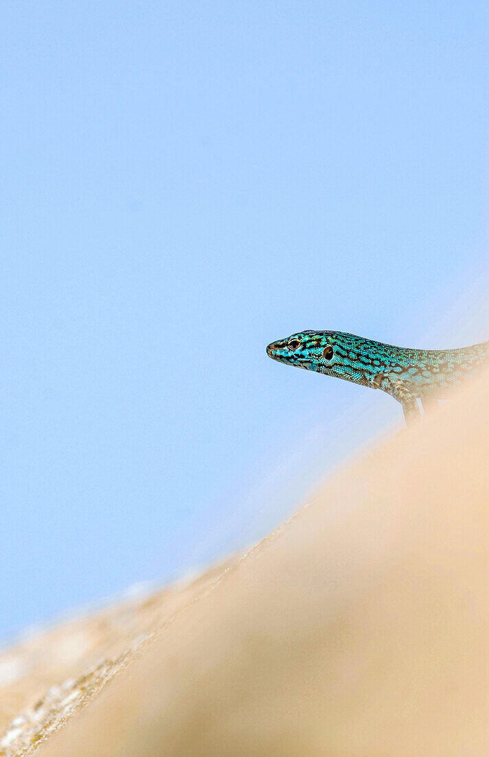 Formentera's sargantane, Icon of the island of Formentera, it is the only species of lizard that lives in the Pitiusan Islands, Spain