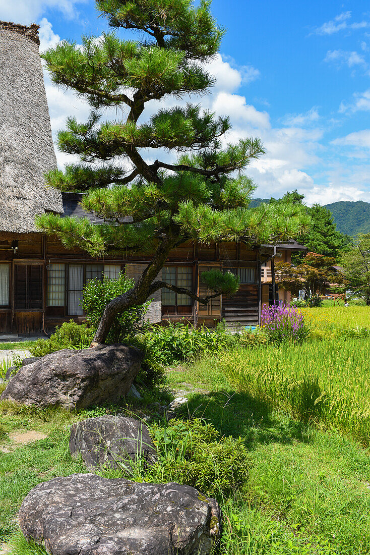 Shirakawa-go, traditional village showcasing a building style known as gassho-zukuri, Gifu Prefecture, Japan