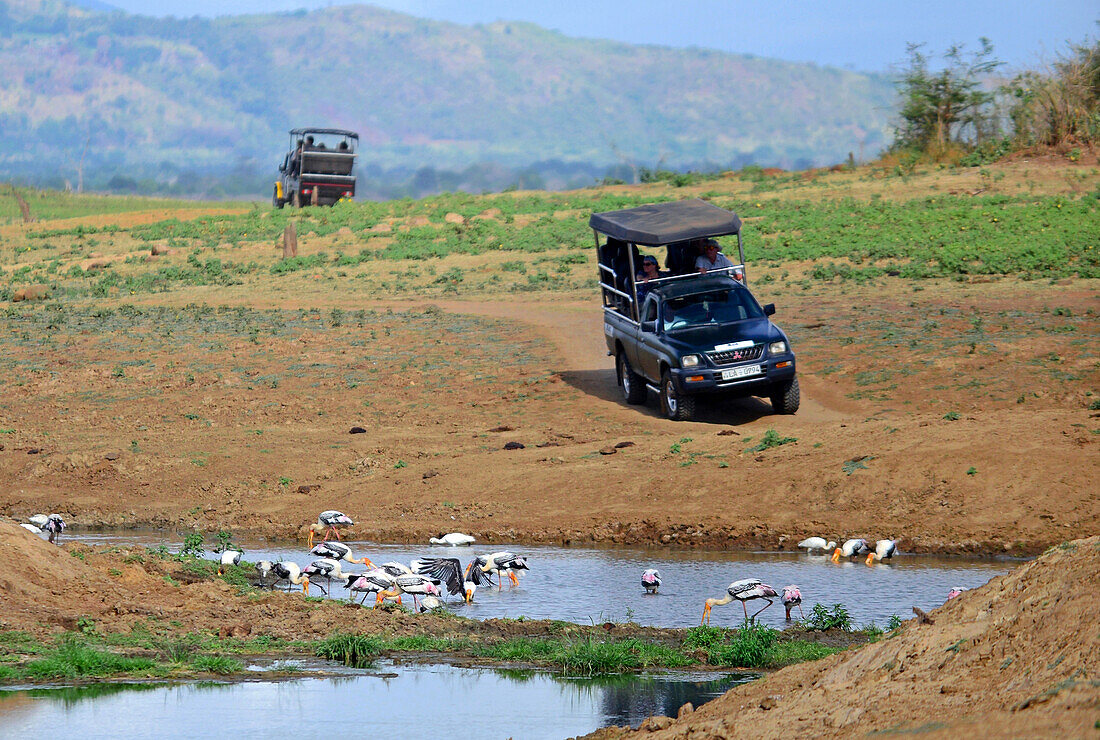 Safari-Jeep und bemalte Störche (Mycteria leucocephala) im Wasser. Udawalawe-Nationalpark, an der Grenze zwischen den Provinzen Sabaragamuwa und Uva, Sri Lanka