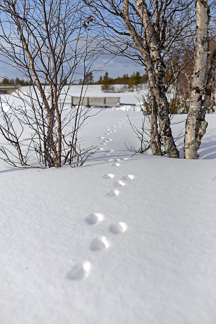 Schritte eines kleinen Säugetiers im Schnee, Lappland, Finnland