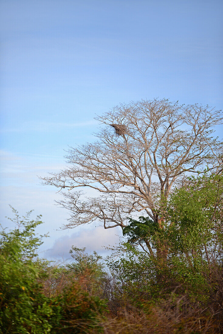 Bird nest on tree. Udawalawe National Park, on the boundary of Sabaragamuwa and Uva Provinces, in Sri Lanka.