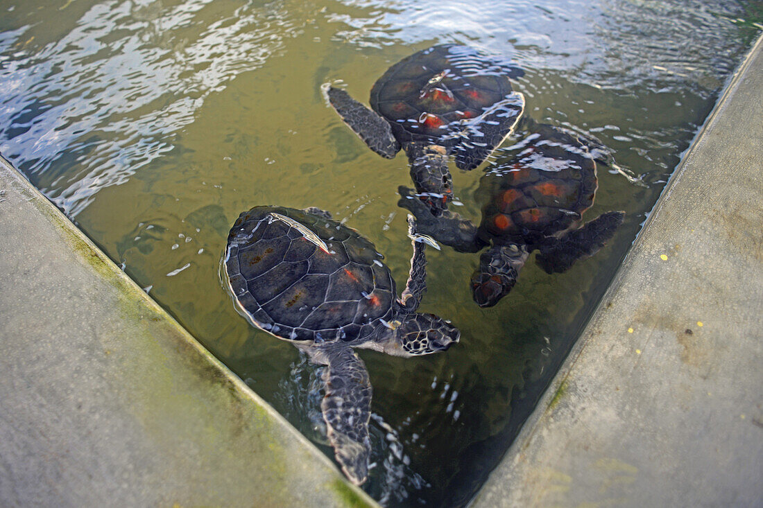 Von B.K. Ariyapala gegründetes Zentrum zur Aufzucht und Rettung von Meeresschildkröten in Paraliya, Sri Lanka