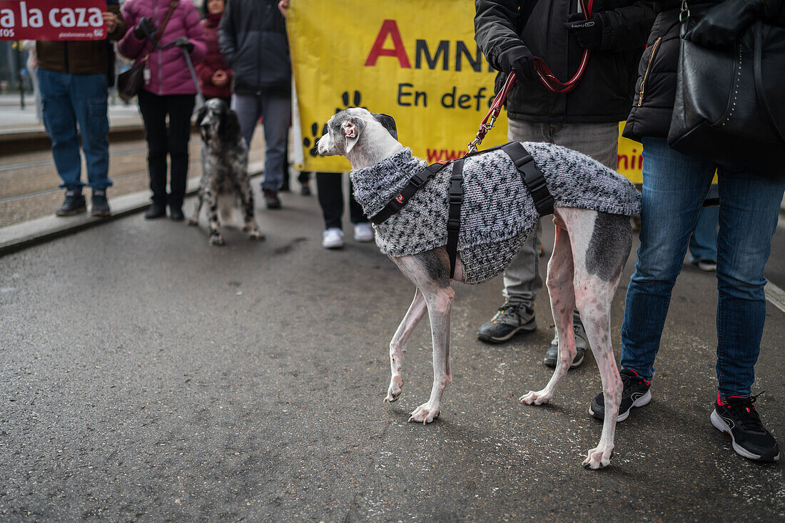 Tausende von Menschen demonstrieren in Spanien, um ein Ende der Jagd mit Hunden zu fordern, Zaragoza, Spanien