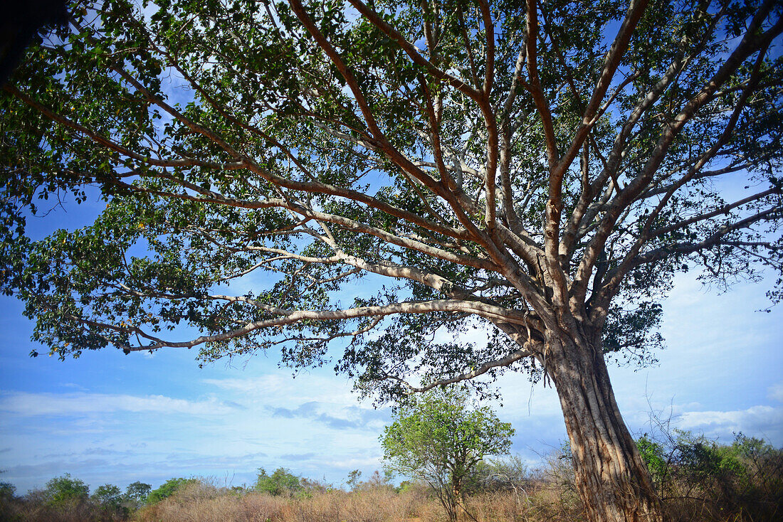 Udawalawe National Park, on the boundary of Sabaragamuwa and Uva Provinces, in Sri Lanka.