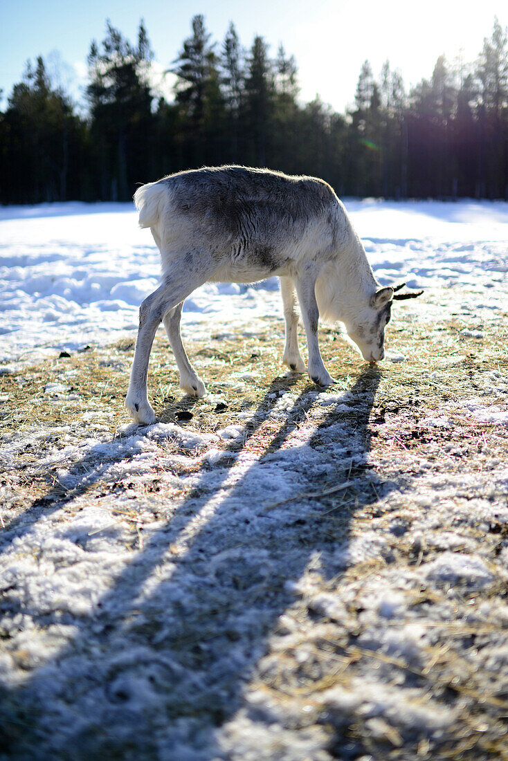 In the Reindeer farm of Tuula Airamo, a S?mi descendant, by Muttus Lake. Inari, Lapland, Finland