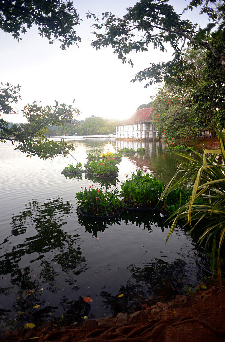 Der Kandy-See, auch bekannt als Kiri Muhuda oder Milchsee, ist ein künstlicher See im Herzen der Bergstadt Kandy, Sri Lanka,
