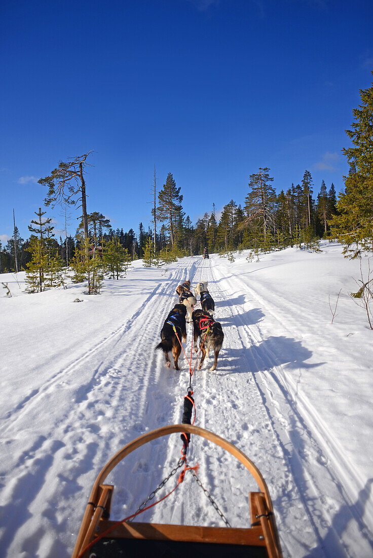 Wilderness husky sledding taiga tour with Bearhillhusky in Rovaniemi, Lapland, Finland