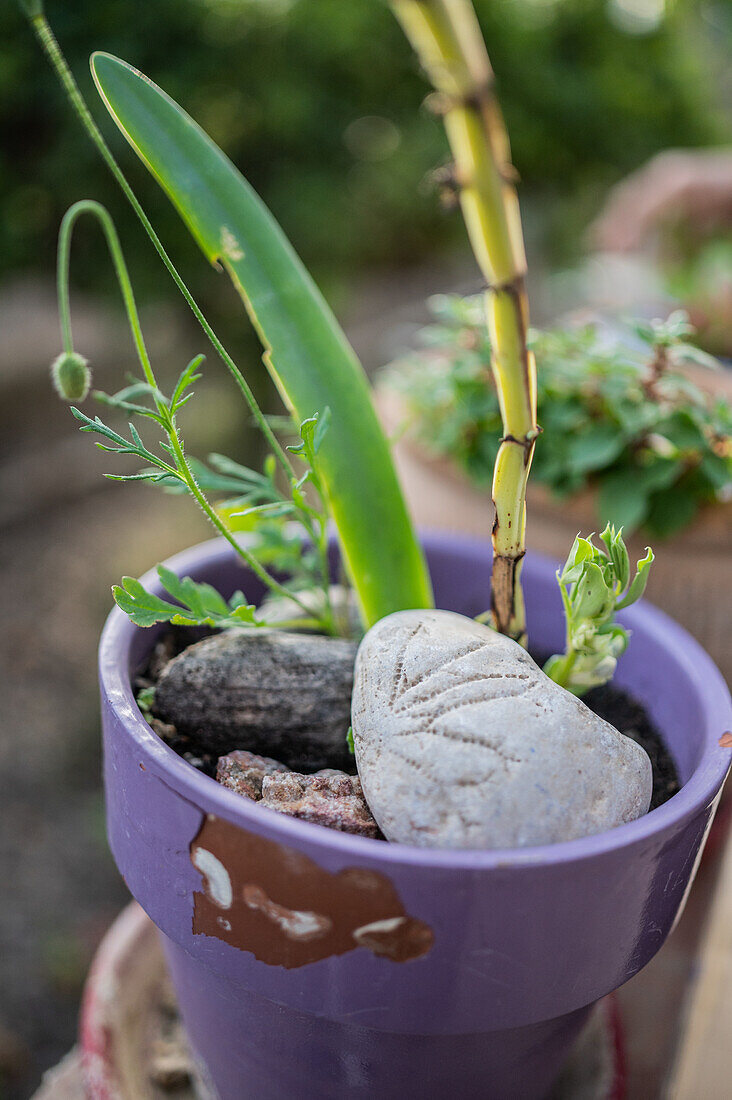 Plant pot with stones