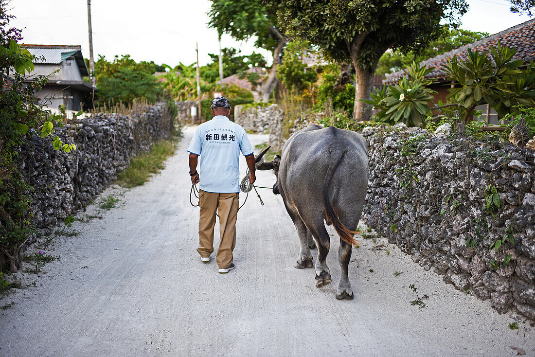 Mann und Wasserbüffel auf der Insel Taketomi, Präfektur Okinawa, Japan