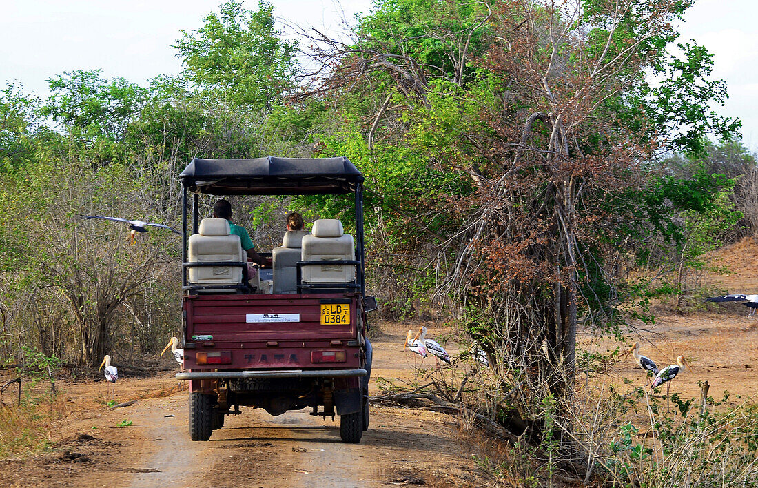 Safari jeep and painted storks (Mycteria leucocephala) in Udawalawe National Park, on the boundary of Sabaragamuwa and Uva Provinces, in Sri Lanka.