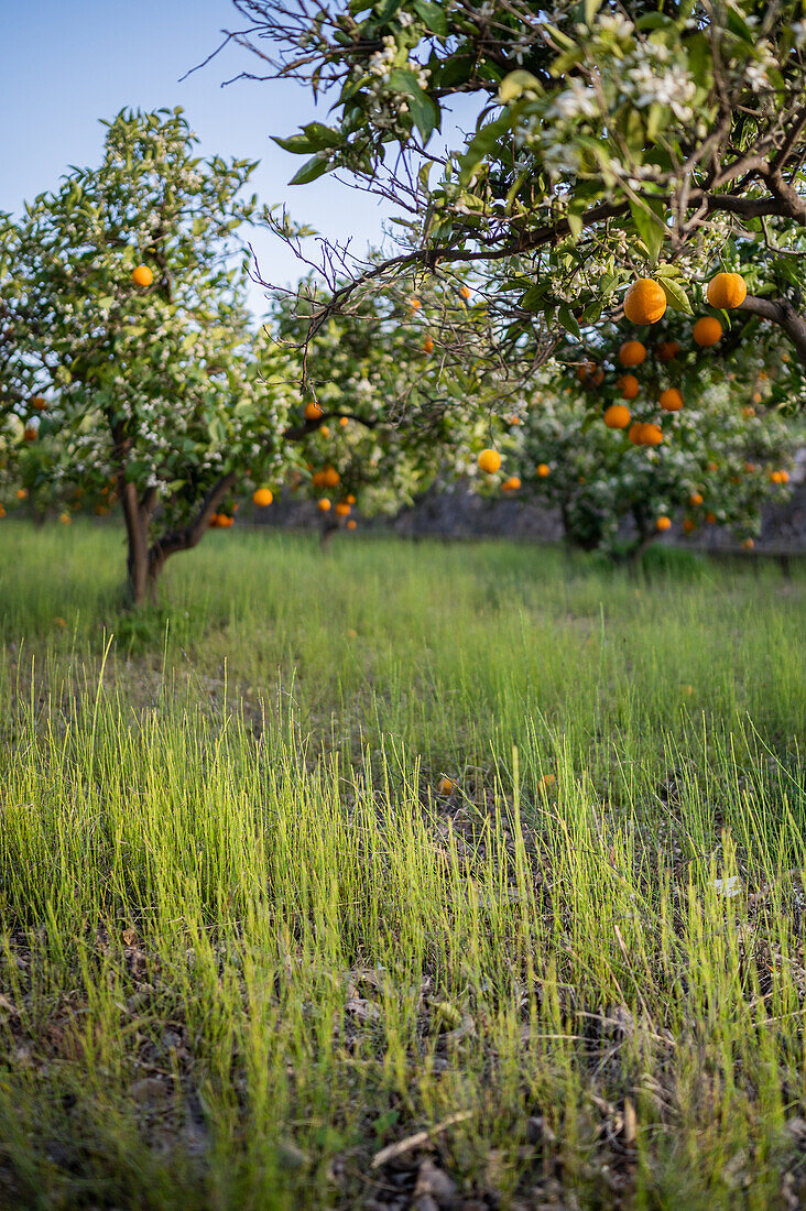 Orangenbaumfelder in einer ländlichen Gegend von Altea, Alicante, Spanien